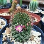 Mammillaria backebergiana Floare