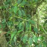 Philodendron aurantiifolium Habit