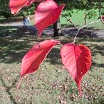 Prunus sargentii Leaf