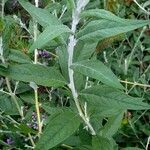 Buddleja alternifolia पत्ता