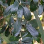 Dovyalis caffra Blatt