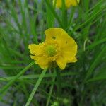 Ranunculus flabellaris Cvet