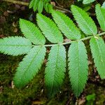 Sorbus aucuparia Levél