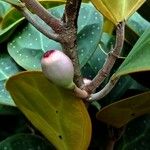 Ficus deltoidea Плод