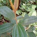 Miconia albicans Fuelha