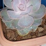 Echeveria gibbifloraLeaf