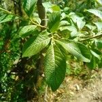 Salix laggeri Feuille