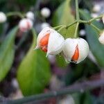 Euonymus japonicus Fruct