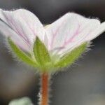 Erodium corsicum Blüte