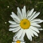 Anthemis cotula Цвят