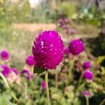 Gomphrena globosaŽiedas