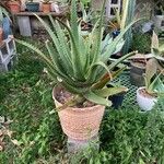 Aloe rupestris Leaf