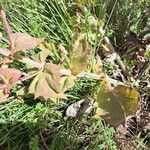 Salvia aethiopis Leaf