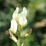 Astragalus hamosus Blüte