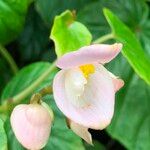 Begonia formosana Flor