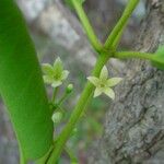 Parsonsia franchetii Цвят