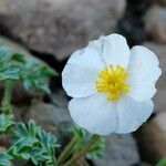 Ranunculus seguieri Flower