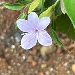 Barleria observatrix Kvet