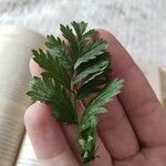 Potentilla supina Leaf