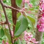 Malus × floribunda पत्ता