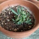 Euphorbia bupleurifolia Foglia