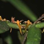 Campylocentrum neglectum Çiçek