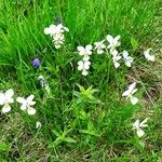 Viola lutea 整株植物