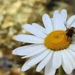 Leucanthemum adustum Blomma