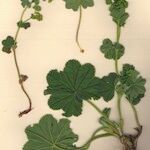 Alchemilla glaucescens Habit