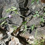 Vicia bithynica Συνήθη χαρακτηριστικά