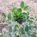 Vicia narbonensis Drugo