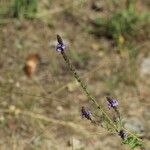 Verbena lasiostachys Yeri