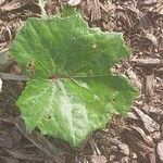 Ligularia mongolica Leaf
