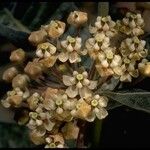 Asclepias eriocarpa Flower