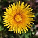 Taraxacum officinaleЦветок