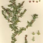 Atriplex tornabenei Συνήθη χαρακτηριστικά