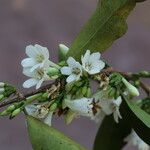 Tricalysia longituba Flor