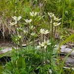 Anemone multifida Habit