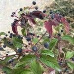 Cornus sanguinea Fuelha