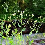 Tanacetum balsamita Habitus