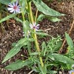 Symphyotrichum laeve Leaf