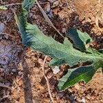 Cucumis ficifolius ഇല