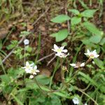 Micranthes californica Hábito