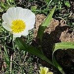 Ranunculus amplexicaulis Flor
