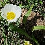 Ranunculus amplexicaulis Blüte