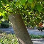 Brachychiton acerifolius Casca