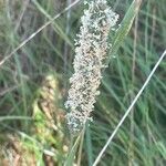 Phleum pratense 花