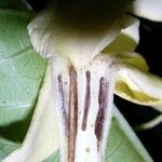 Randia genipoides Flor