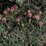 Trifolium macrocephalum Habit