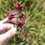 Comarum palustre Flower